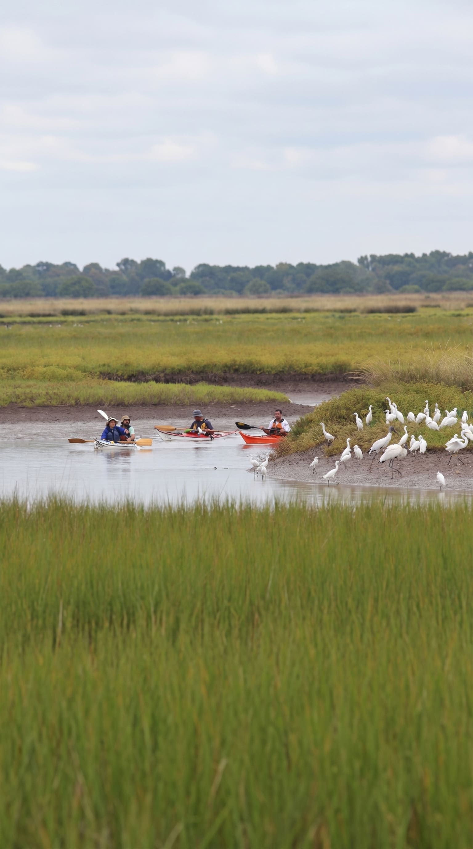Aventura Limosa
