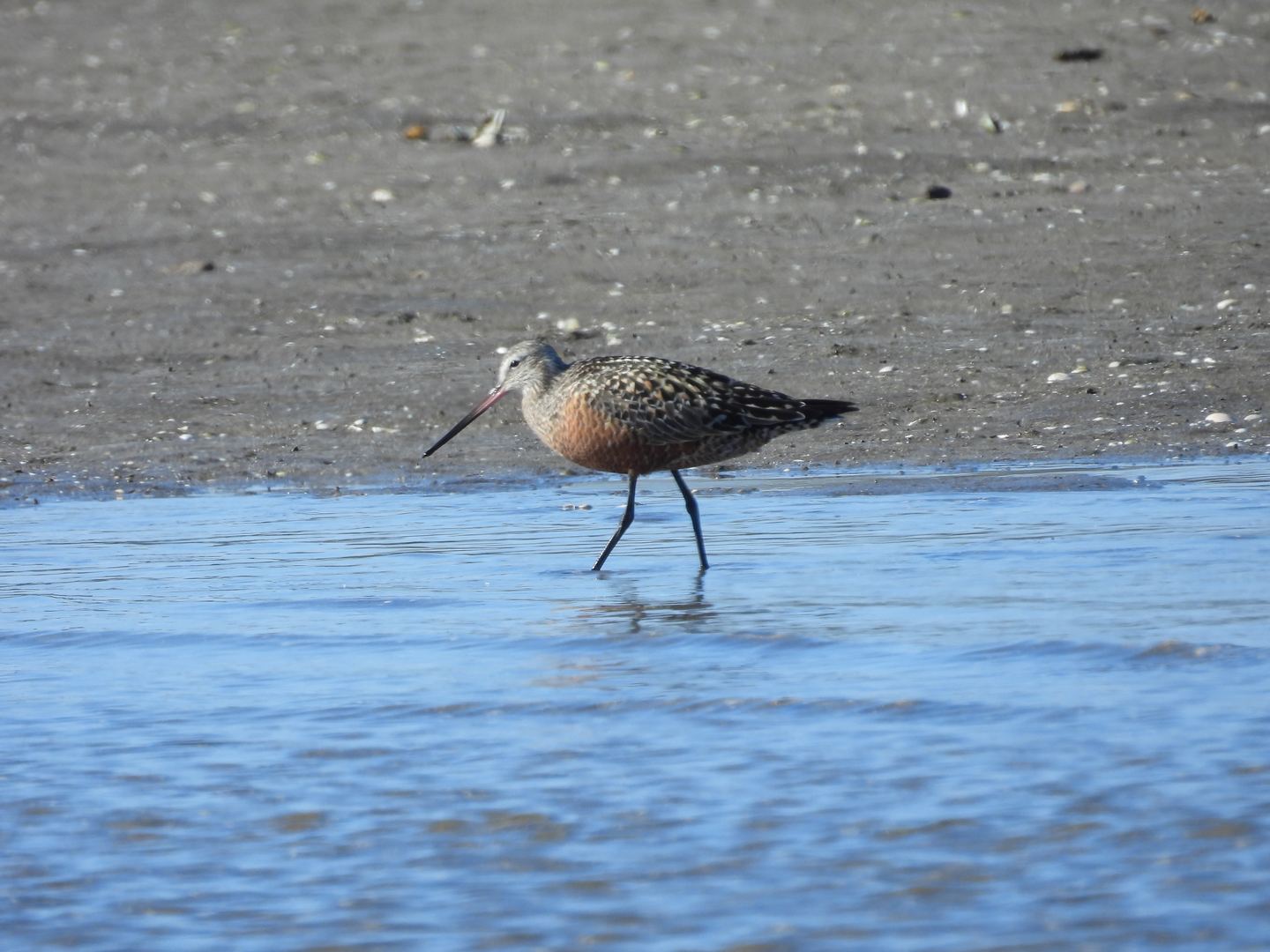 Limosa Kayak Expediciones