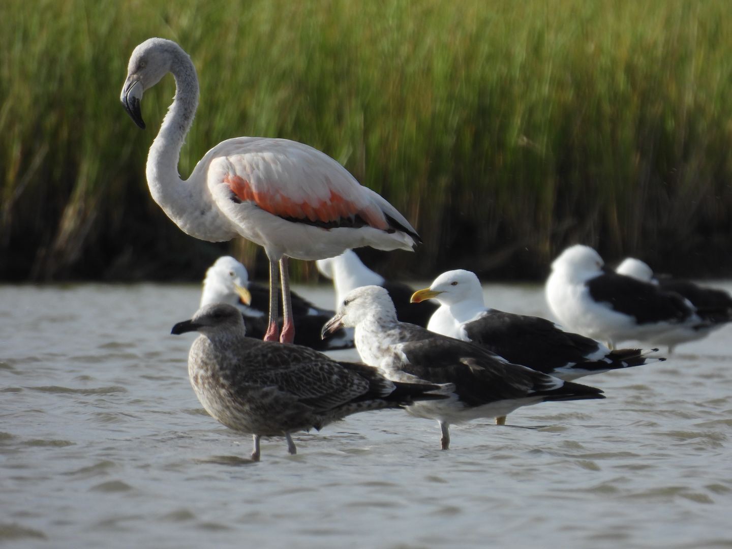 Limosa Kayak Expediciones